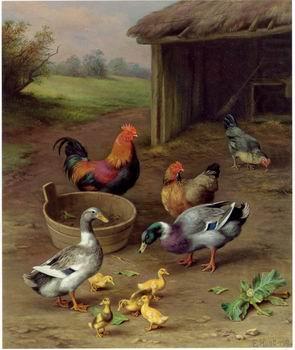 unknow artist poultry  147 oil painting picture